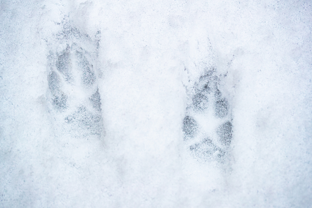 Fox footprint in snow