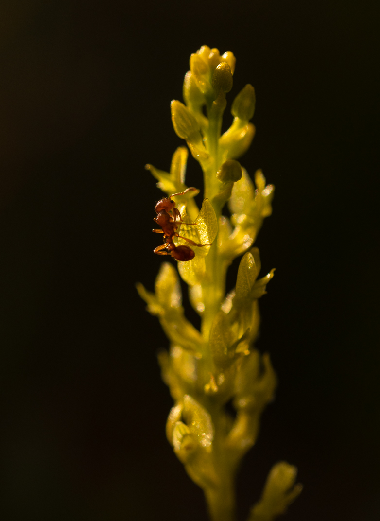 Ant on a bog orchid