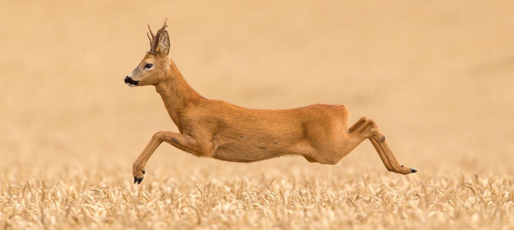 running roe deer in a crop field