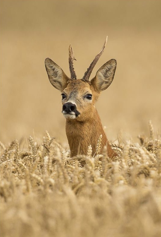 Roe deer buck in crop