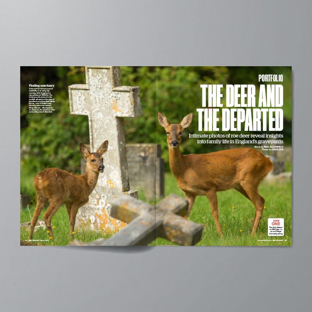 BBC Wildlife magazine spread