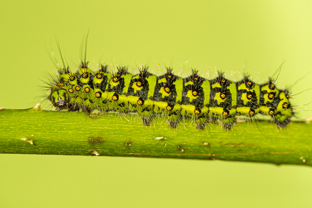 Emperor Moth caterpillar