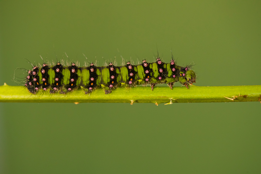 Emperor Moth caterpillar