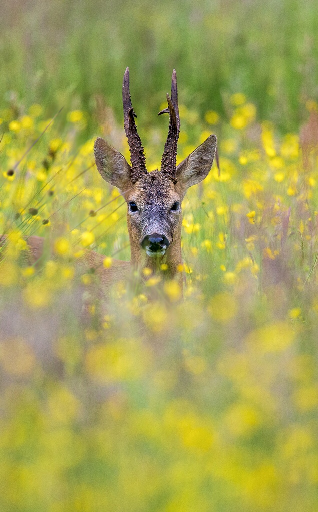Row deer in buttercups