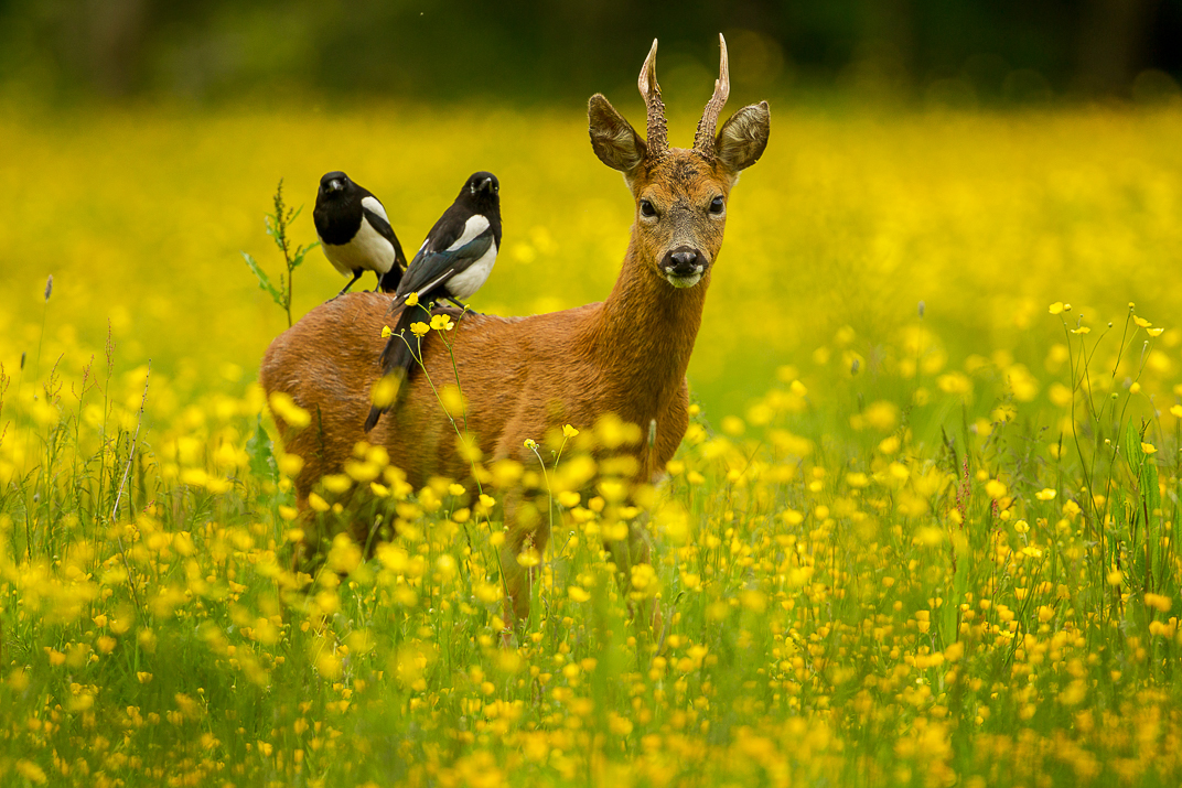 Roe deer and magpies in buttercups