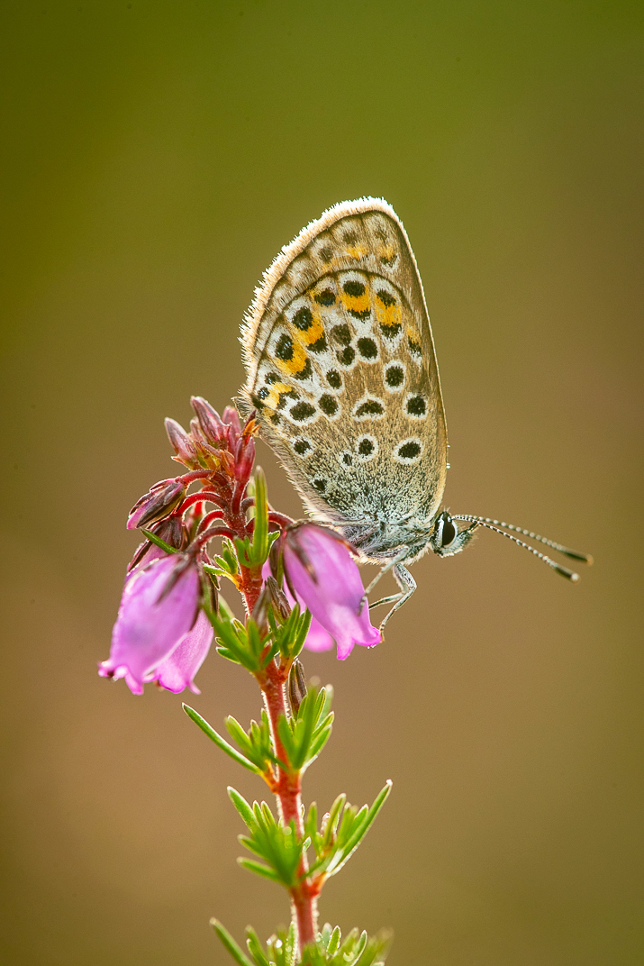 Silver-studded Blue Butterfly