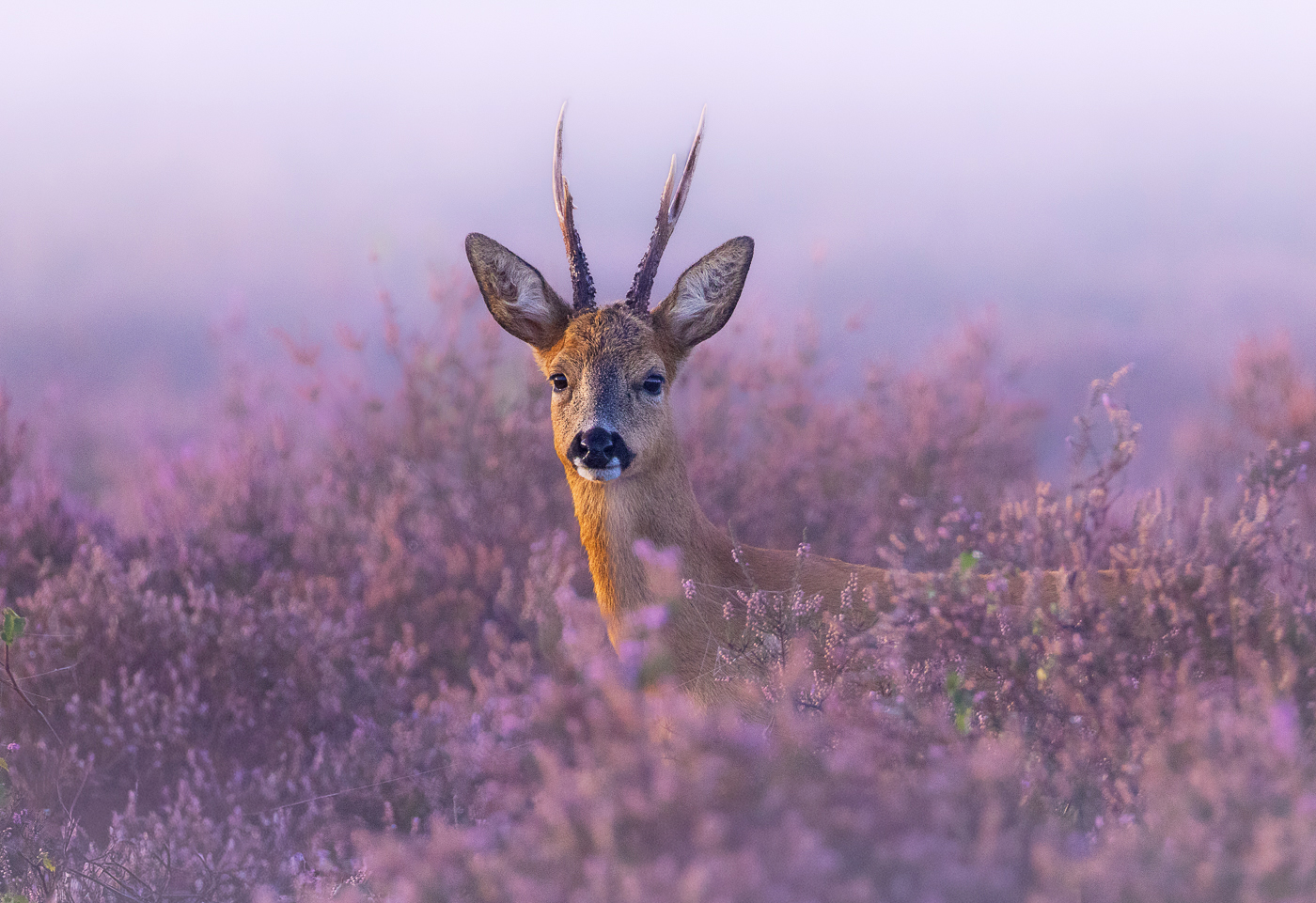 This image is here to introduce Jules Cox Wildlife Photography
