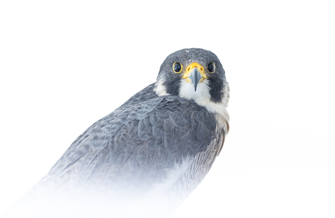 This image is here to introduce Jules Cox Wildlife Photography