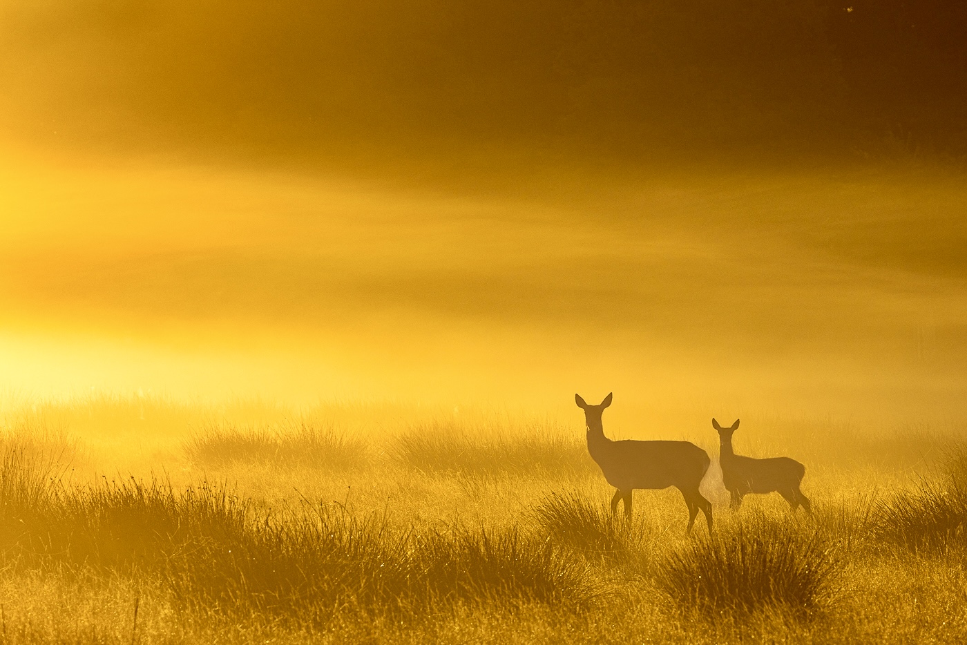 This image is here to introduce Jules Cox Wildlife Photography