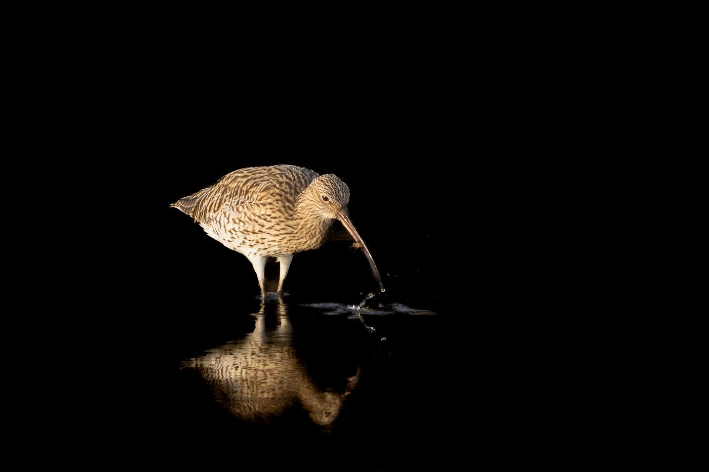 This image is here to introduce Jules Cox Wildlife Photography