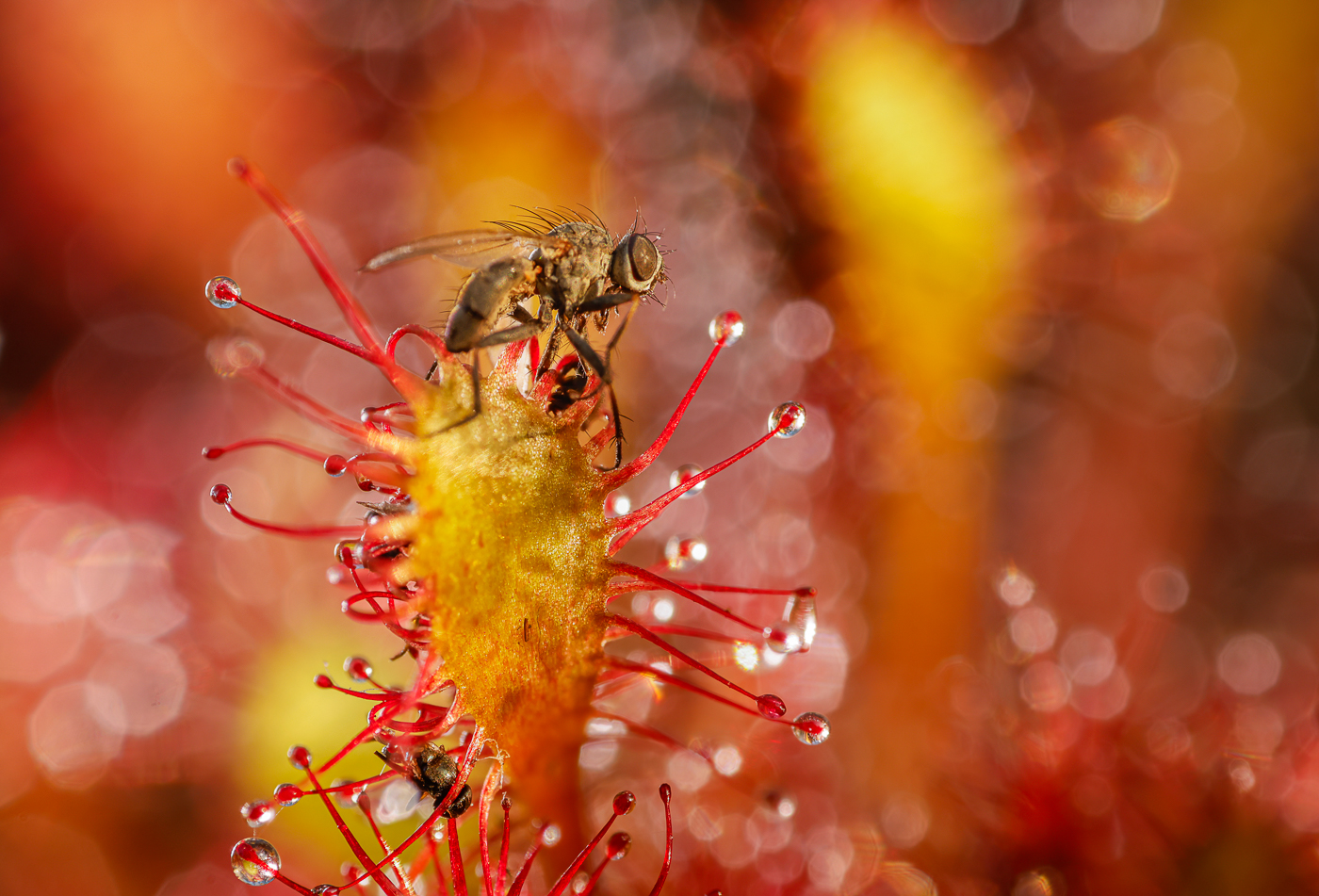 This image is here to introduce Jules Cox Wildlife Photography