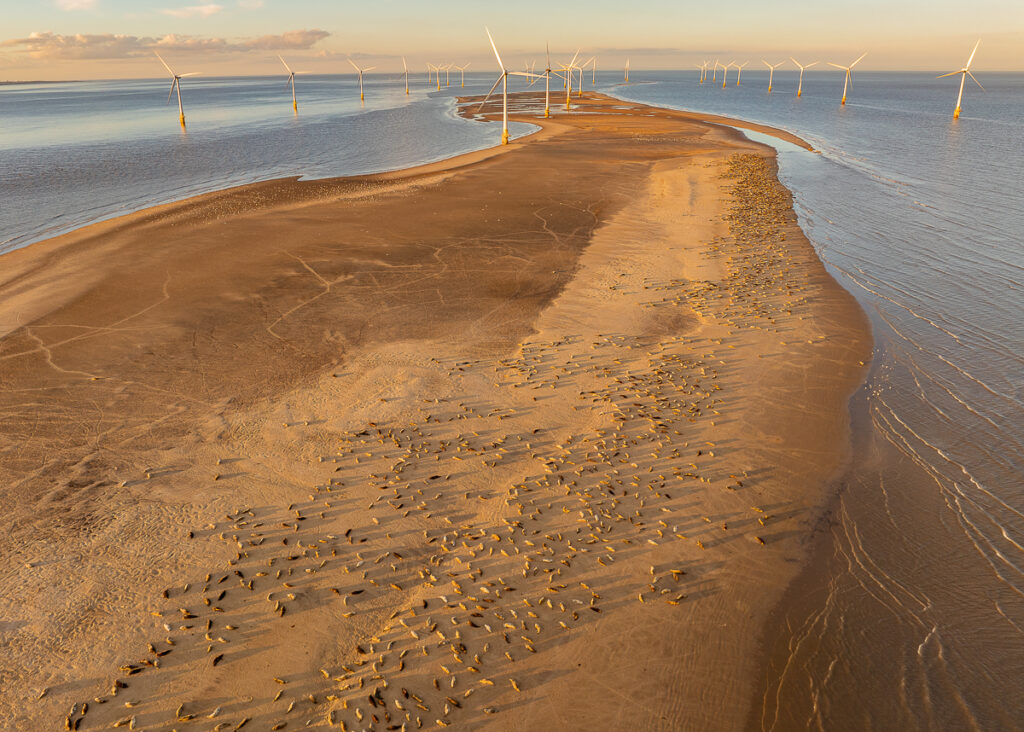 This image is here to introduce Jules Cox Wildlife Photography