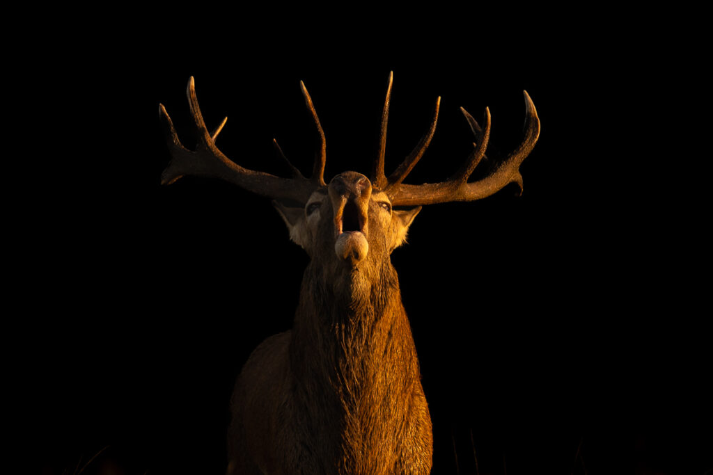 Red Deer