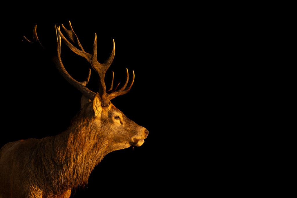 Red Deer