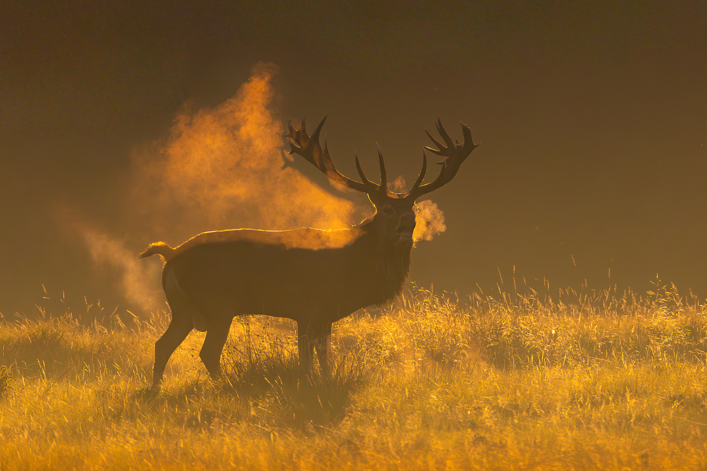 This image is here to introduce Jules Cox Wildlife Photography