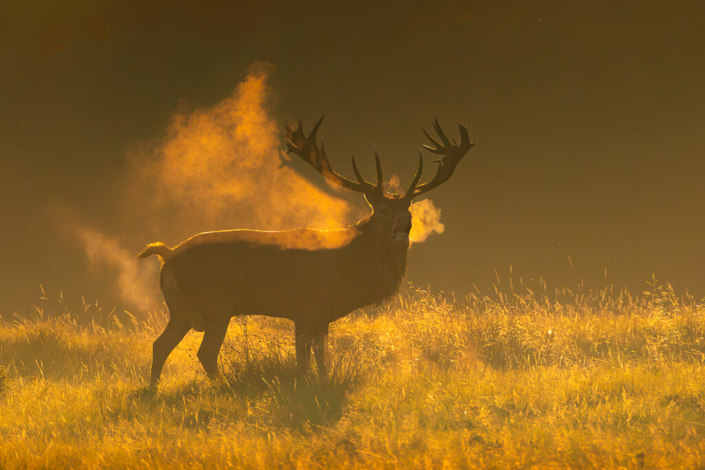 Red Deer