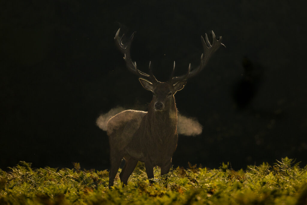 Red Deer