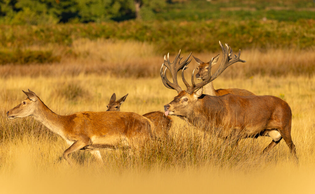 Red Deer