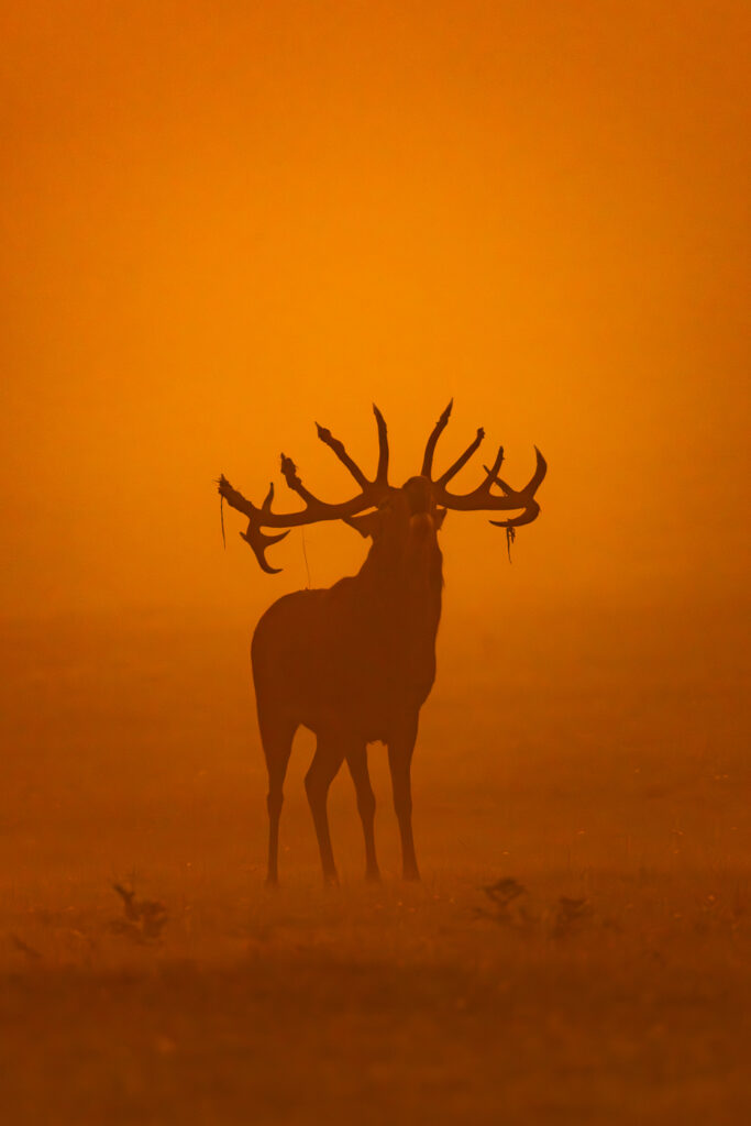 Red Deer roaring