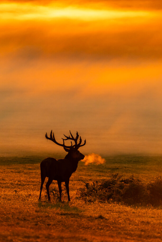Red Deer