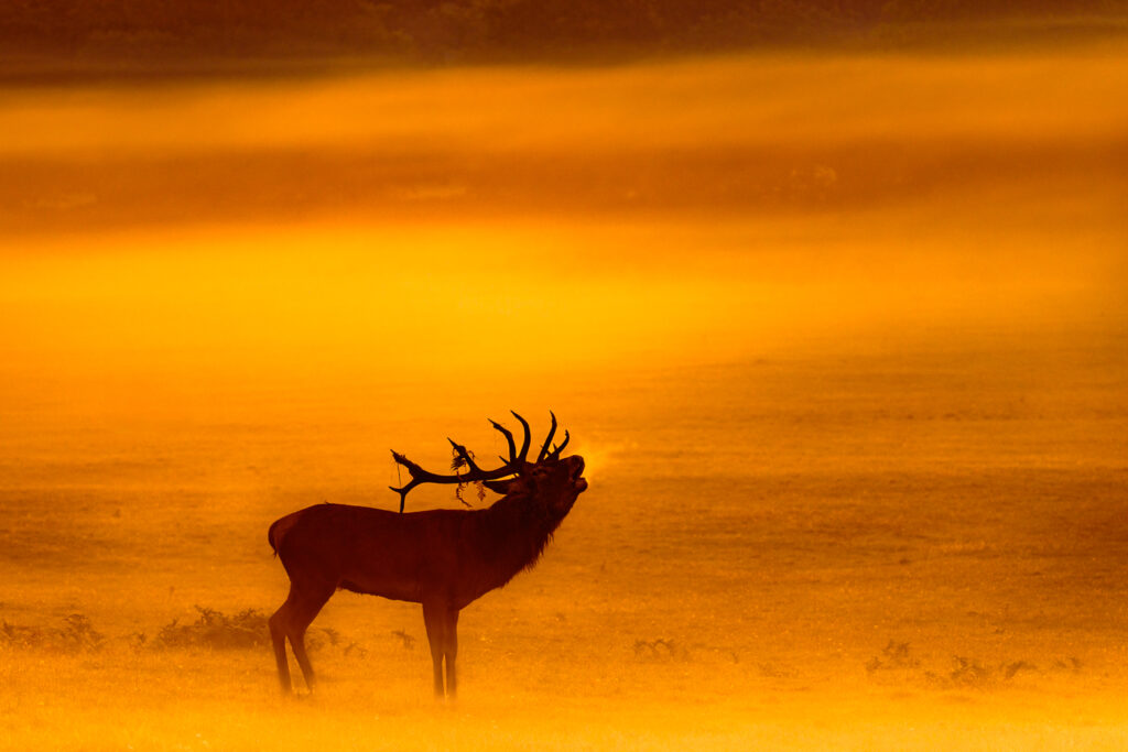 Red Deer