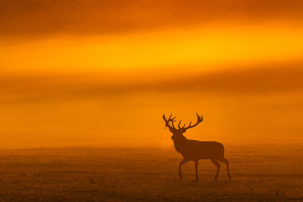 Red Deer