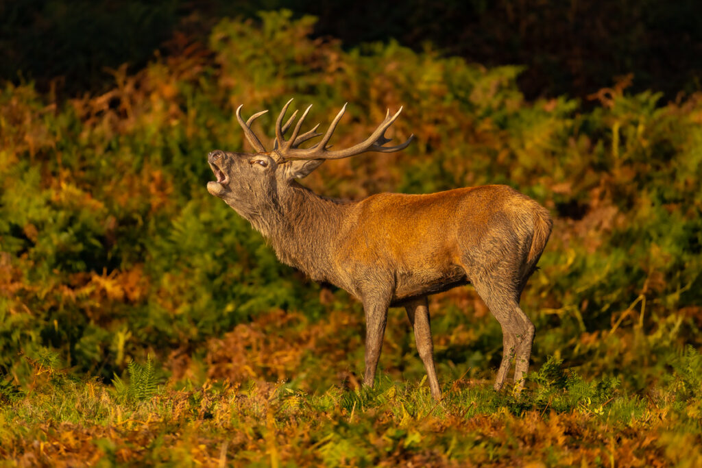Red Deer
