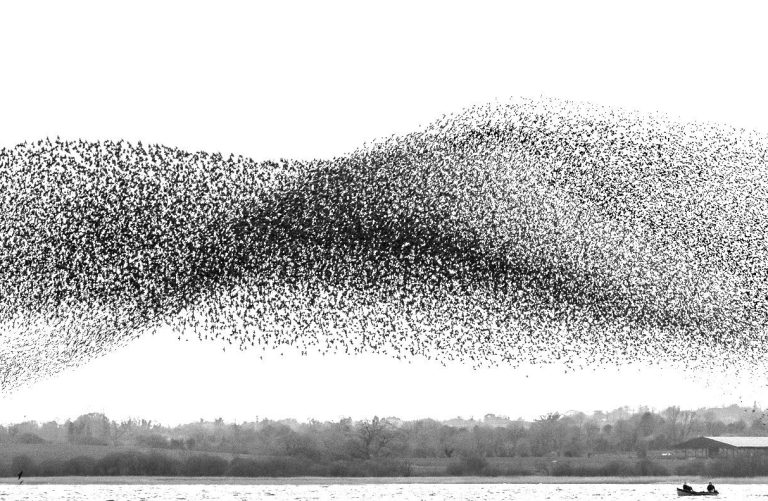 This image is here to introduce Jules Cox Wildlife Photography