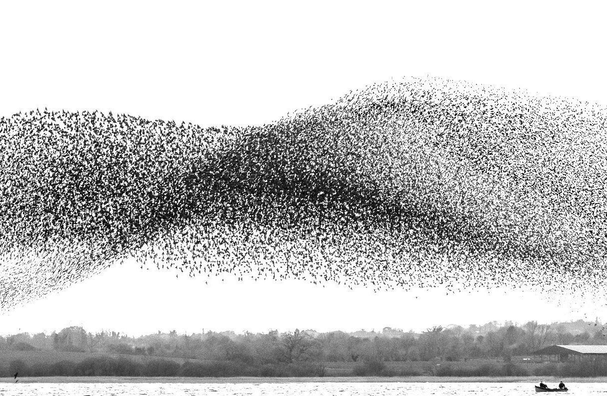 This image is here to introduce Jules Cox Wildlife Photography