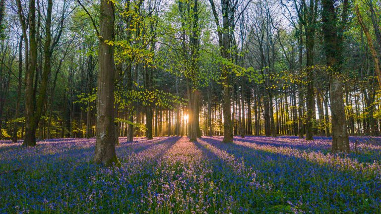 Into the Woods – Bluebell displays