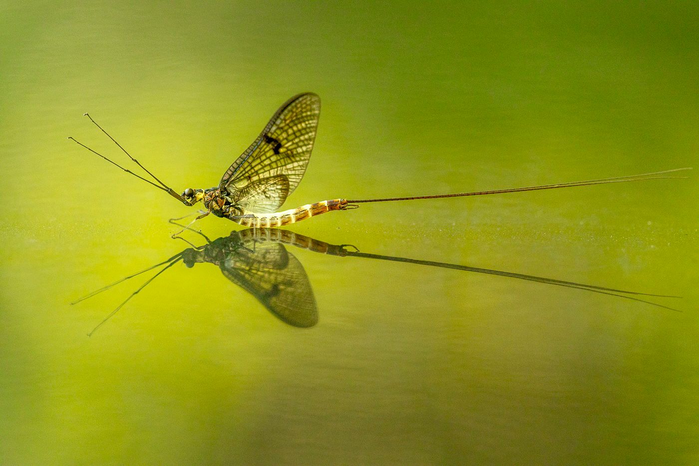 This image is here to introduce Jules Cox Wildlife Photography