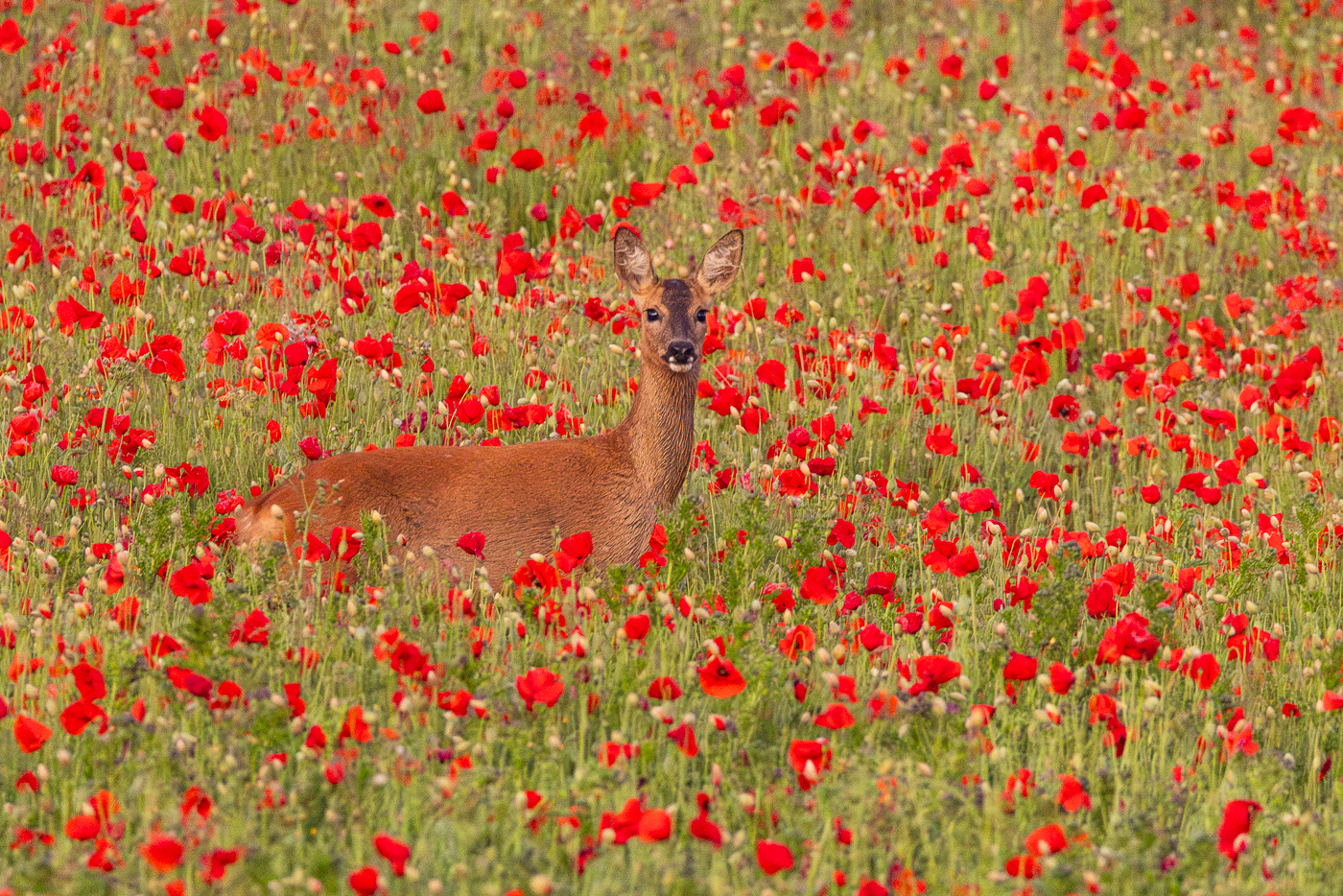 This image is here to introduce Jules Cox Wildlife Photography