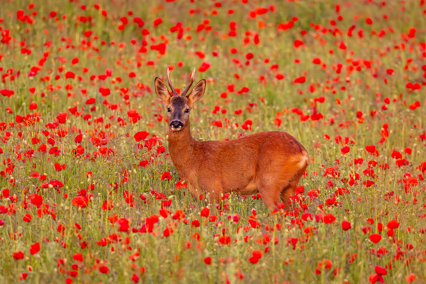 This image is here to introduce Jules Cox Wildlife Photography