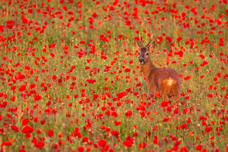 Scarlet Symphony – Roe Deer Among the Poppies