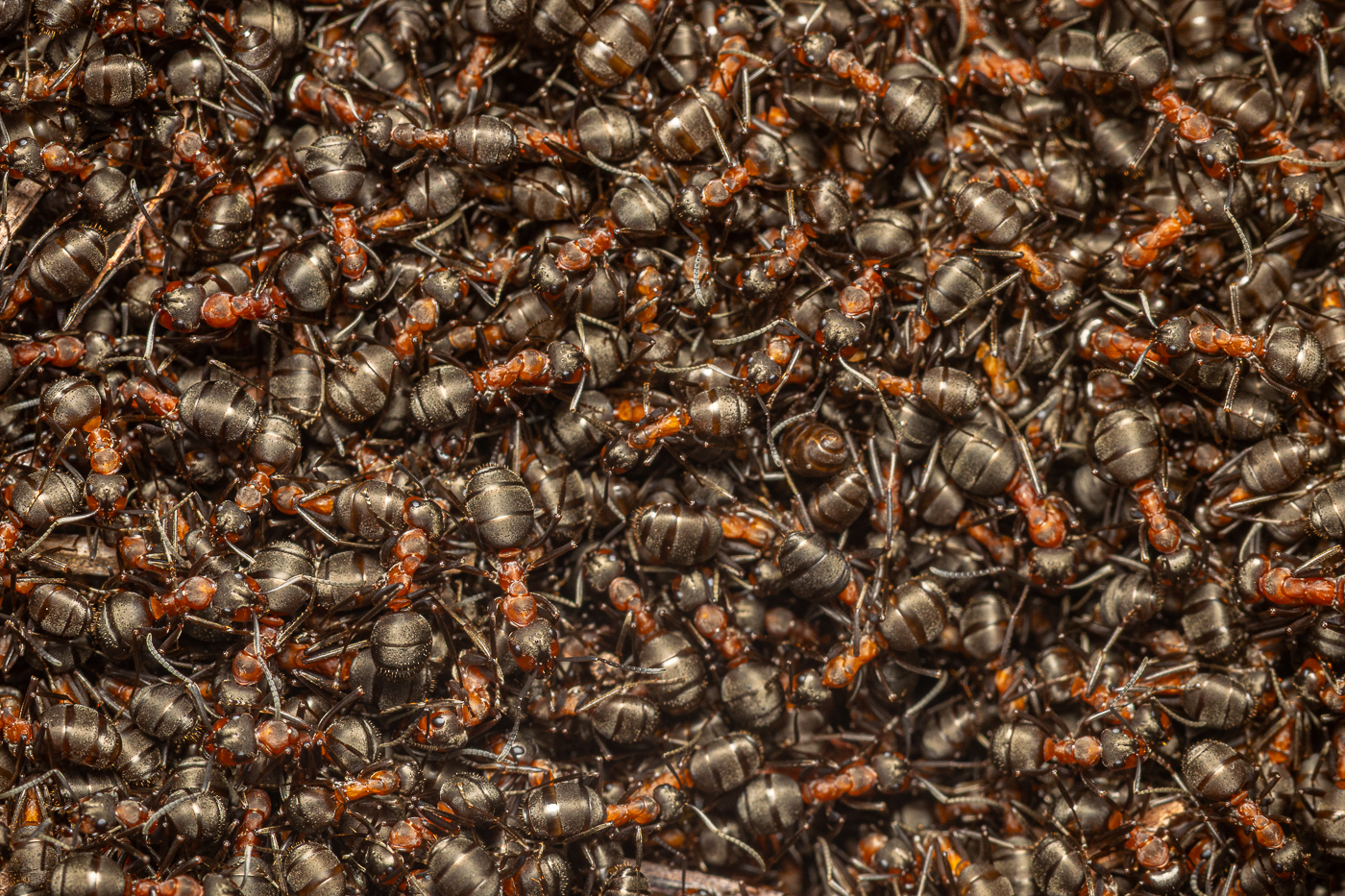 This image is here to introduce Jules Cox Wildlife Photography