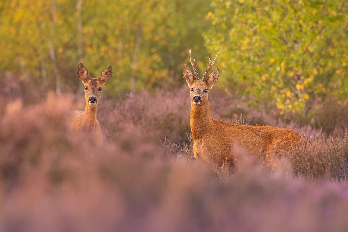 This image is here to introduce Jules Cox Wildlife Photography